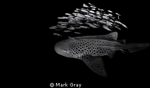 "Black spots".. by Mark Gray 